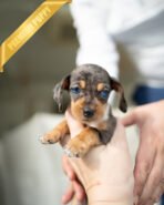 NOVA - FEMALE - Image 2