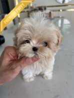 BUSTER - MALE (PURCHASED by NA) - Image 2