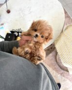 MYLES - MALE (PURCHASED by NOURA) - Image 2