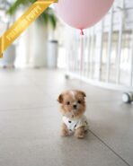 TOFFEE - FEMALE (PURCHASED by ALIREZA) - Image 2