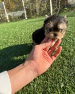 TOBY - MALE (PURCHASED by TESSA) - Image 6