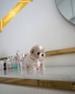 ANGUS - MALE (PURCHASED by JACQUELINE) - Image 5