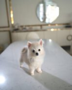 OSCAR - MALE (PURCHASED by COTRELL) - Image 2