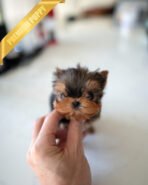 KOFI - MALE (PURCHASED by TAMARA) - Image 3