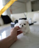 ARCHIE - MALE (PURCHASED by PATRICIA) - Image 3