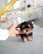 STELLA - FEMALE (PURCHASED by REBECA) - Image 4