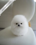 PUFFIN - FEMALE (PURCHASED by ANDREA) - Image 4