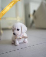 MINNIE - FEMALE (PURCHASED by ERKAN) - Image 3