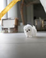 PAULA - FEMALE (PURCHASED by HELEN) - Image 6