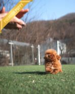 JESSICA - FEMALE (PURCHASED by MARIE) - Image 5