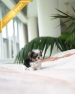 BRUNO - MALE (PURCHASED by NATASHA) - Image 6