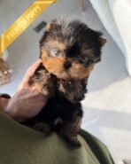 PIPER - MALE (PURCHASED by ELISE) - Image 3