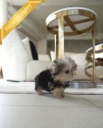 STELLA - FEMALE (PURCHASED by ALLA) - Image 4