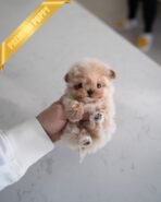 COCO - FEMALE (PURCHASED by BELEN) - Image 2