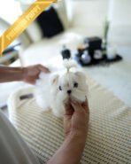 ANDRE - MALE (PURCHASED by NIKKI) - Image 3