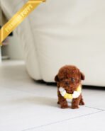 JESSICA - FEMALE (PURCHASED by DANIEL) - Image 3