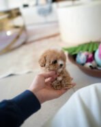 MELINA - FEMALE (PURCHASED by ALI) - Image 3