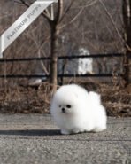 GIOVANNI - MALE (PURCHASED by ASHLYN) - Image 2