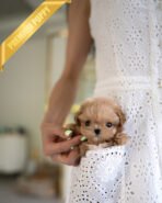 SKY - MALE (PURCHASED by OLIVIA)