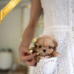 SKY - MALE (PURCHASED by OLIVIA)