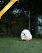 TAYLOR - MALE (PURCHASED by NICOLE) - Image 3