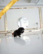 COCO - FEMALE(PURCHASED by LISA) - Image 5