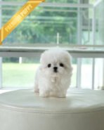 BENTLEY - MALE (PURCHASED by ELIZA) - Image 2