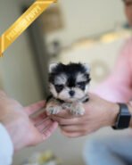 CALLI - FEMALE (PURCHASED by MARY)