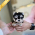 CALLI - FEMALE (PURCHASED by MARY)