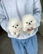 CLOUD & FLUFFY - FEMALE & MALE - Image 2