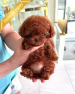 AMBER - FEMALE (PURCHASED by MARIA)