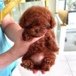 AMBER - FEMALE (PURCHASED by MARIA)