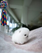 MERLIN - MALE (PURCHASED by HASAN) - Image 2