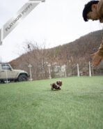 GIZMO - MALE (PURCHASED by GRIGOREVA) - Image 7