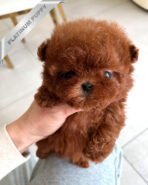 AMELIA - FEMALE (PURCHASED by SHAYLIE) - Image 2