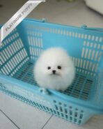 DIANA - FEMALE (PURCHASED by CHEN)