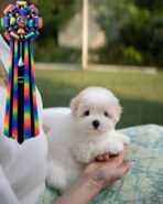 AGGIE - FEMALE (PURCHASED by TAMMIE) - Image 2