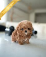 GIGI - FEMALE (PURCHASED by AYGUN)