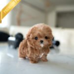 GIGI - FEMALE (PURCHASED by AYGUN)