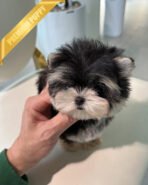 SASHA - FEMALE (PURCHASED by ANONYMOUS) - Image 2