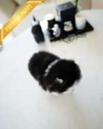 KODA - MALE (PURCHASED by KELLY) - Image 4