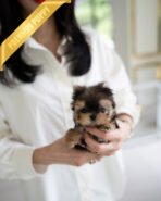 TOTO - MALE (PURCHASED by MONIKA) - Image 2