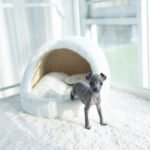 VITO - FEMALE (PURCHASED by ESTEFANIA)