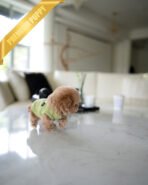 MONTY - MALE (PURCHASED by RT) - Image 6