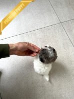 DOTTIE - FEMALE (PURCHASED by JAVIERA) - Image 6