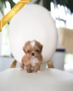 CAMILLE - FEMALE (PURCHASED by BONNIE)