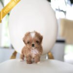 CAMILLE - FEMALE (PURCHASED by BONNIE)