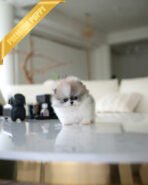 MARLENE - FEMALE (PURCHASED by ALEXANDRE)