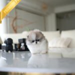 MARLENE - FEMALE (PURCHASED by ALEXANDRE)