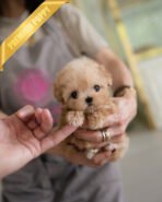 LYRA - FEMALE (PURCHASED by JENNIFER) - Image 2